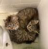 Princess and Penelope