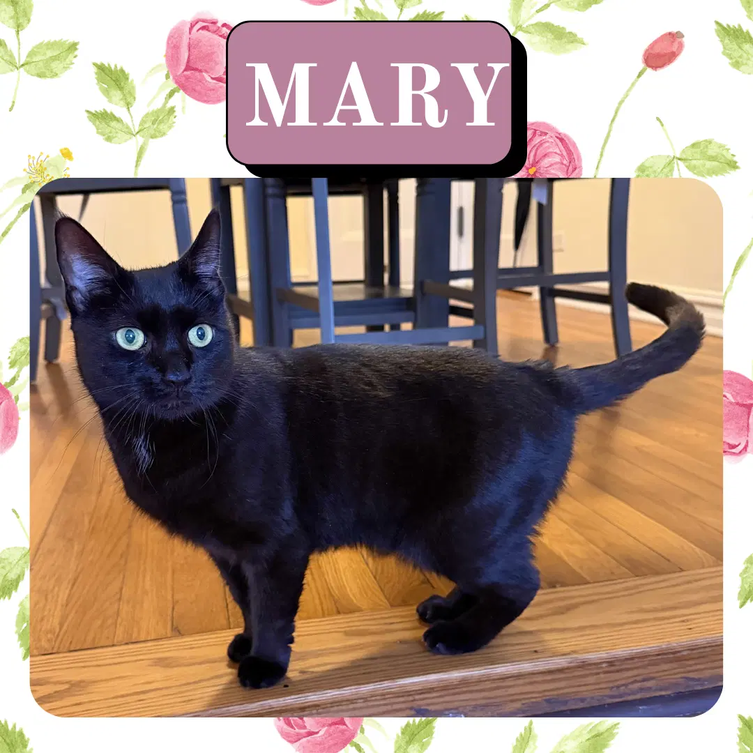 Mary - Domestic Short Hair