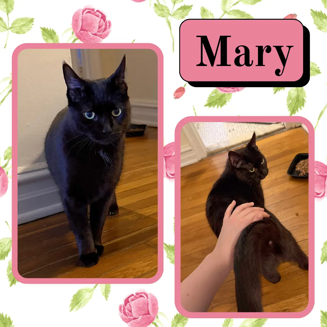 Mary image 2
