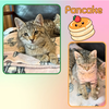 Pancake and Toast