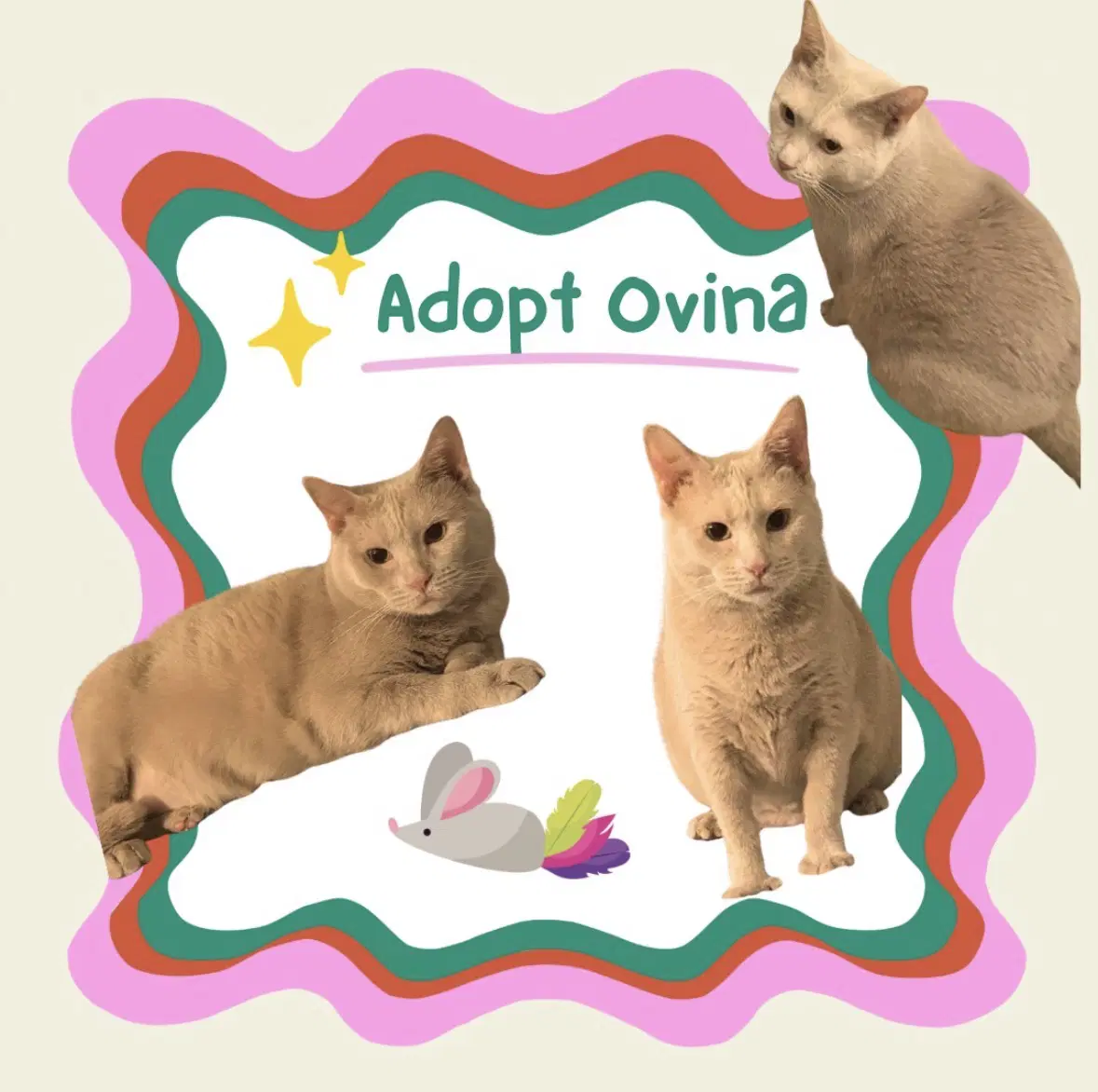 Ovina - Domestic Short Hair
