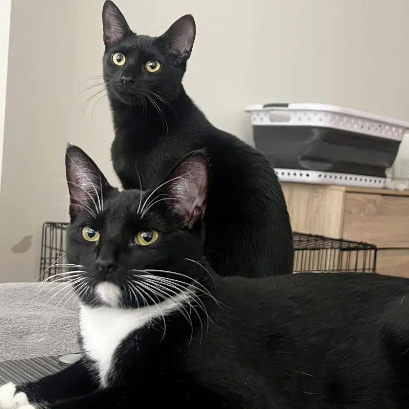 Ophelia And Theo - Domestic Short Hair