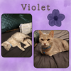 Violet