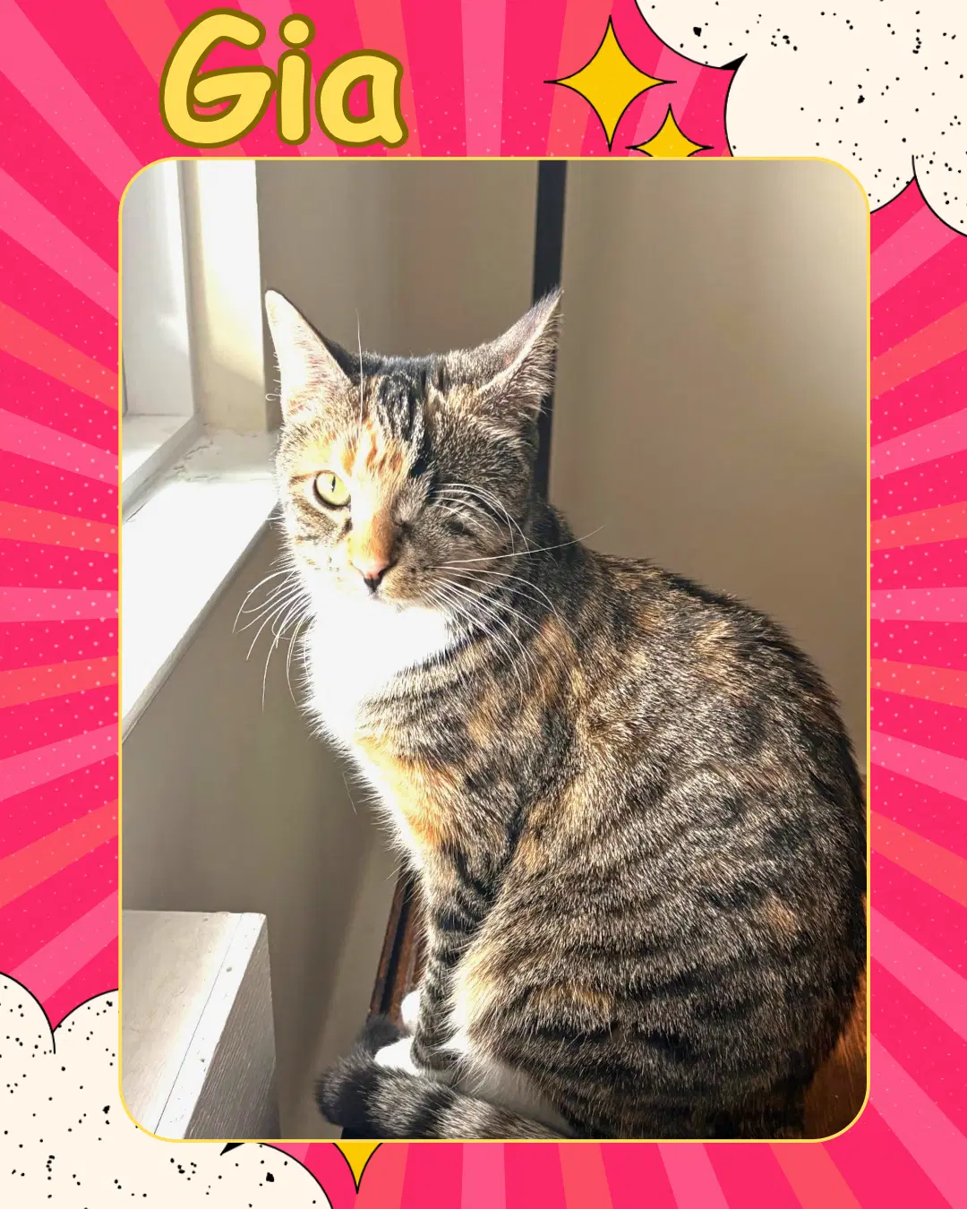 Gia - One Eyed Beauty - Domestic Short Hair