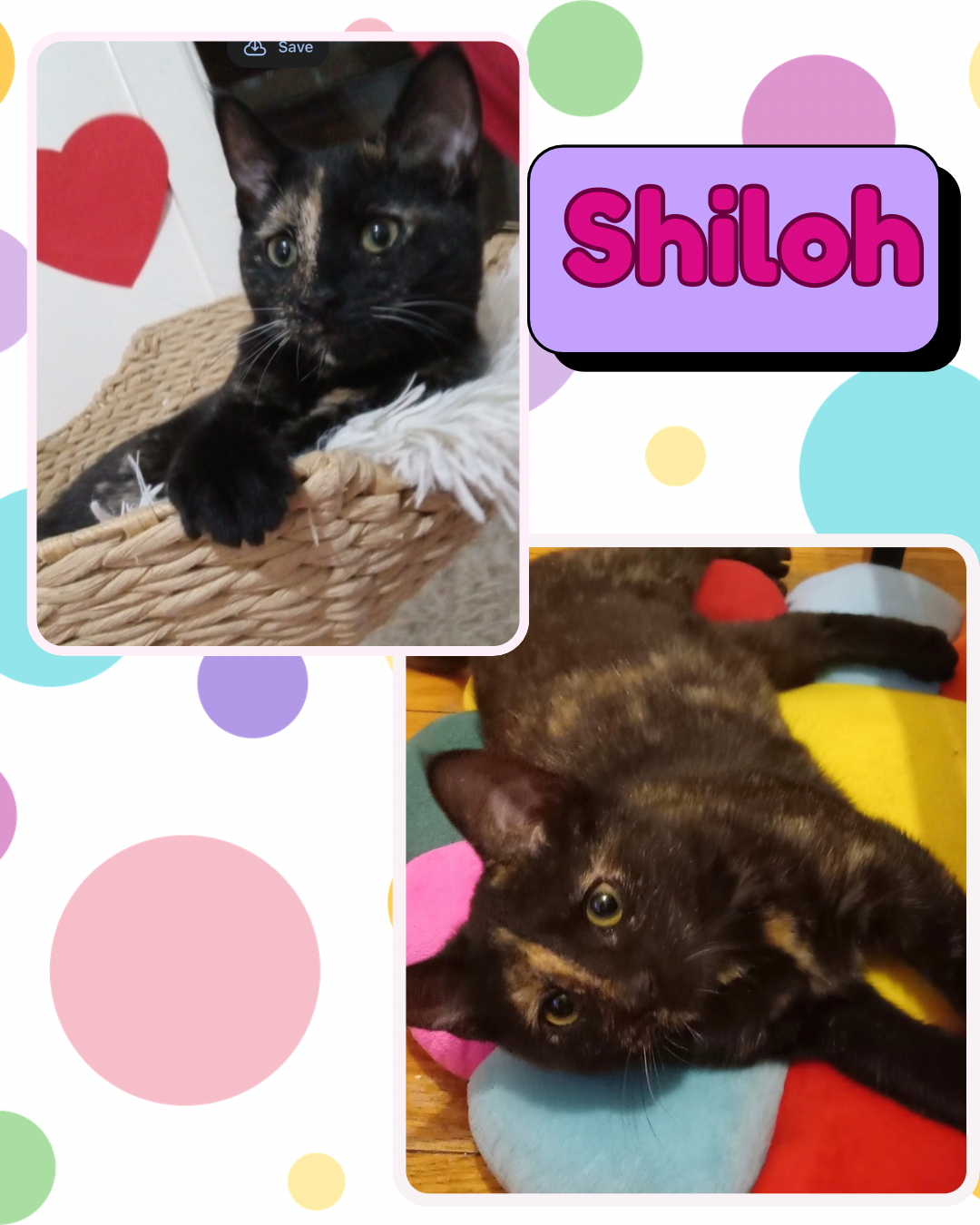 Shiloh