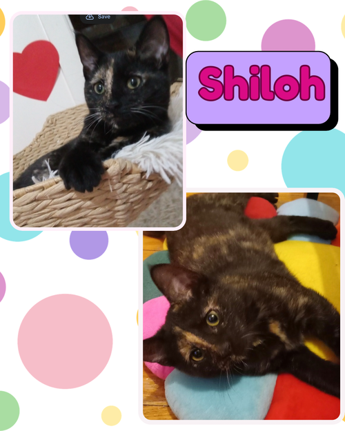 Shiloh