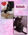 Shiloh