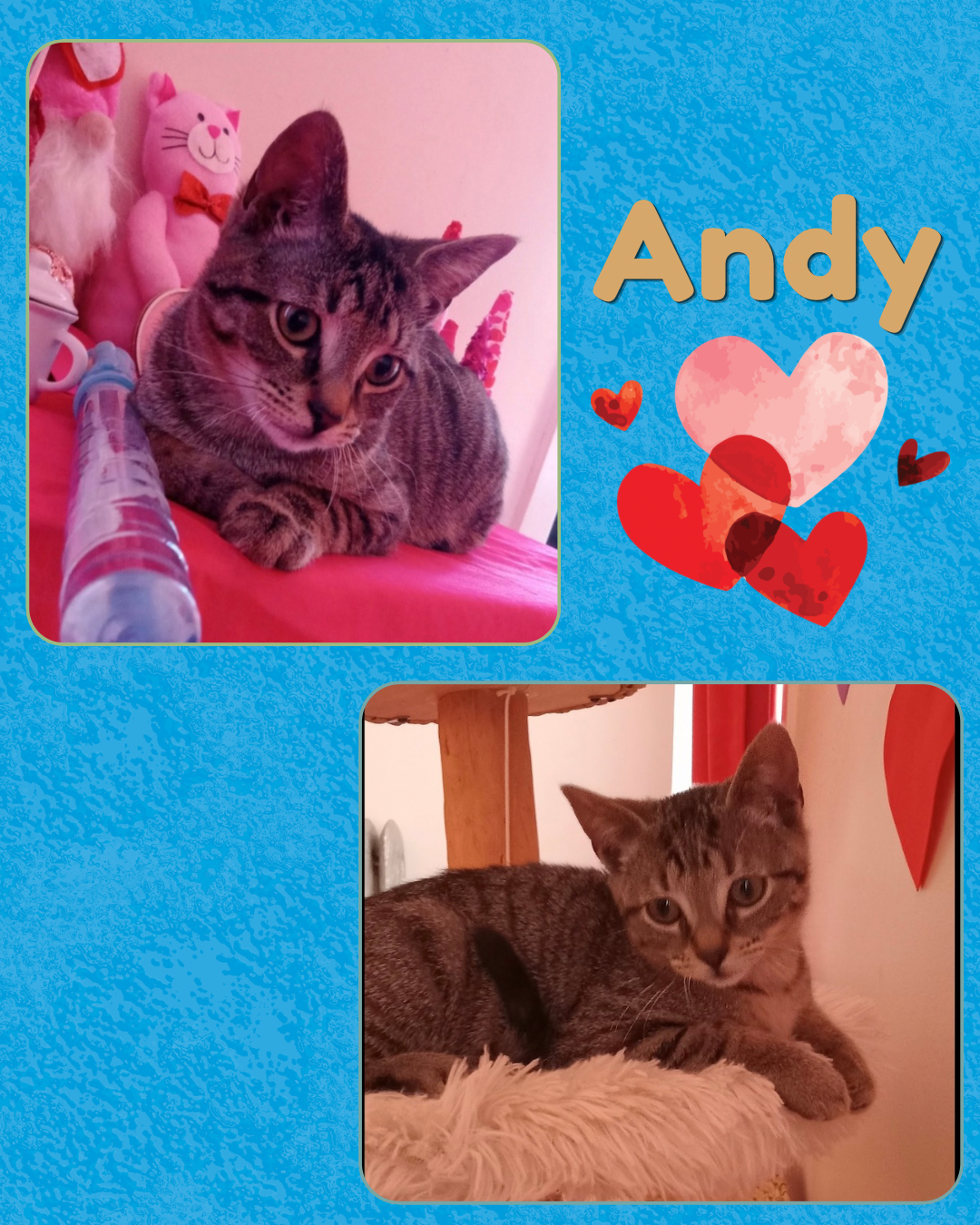 Andy Image