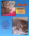 Andy