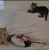 Thor and Loki
