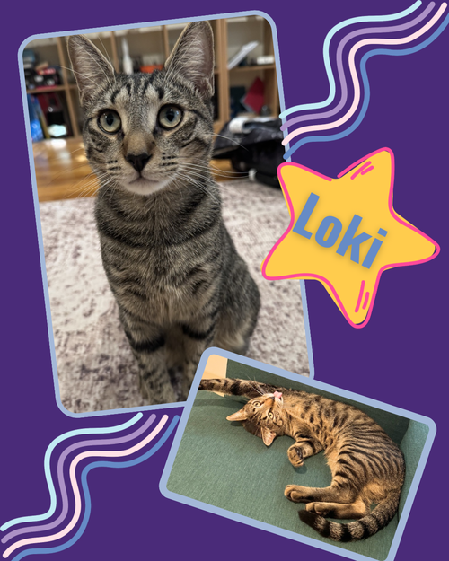 Photo 2 of Thor and Loki