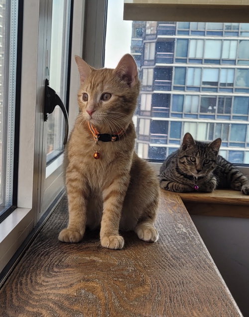 Photo 4 of Thor and Loki