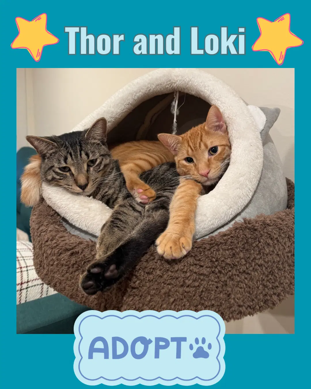 Thor And Loki - Domestic Short Hair