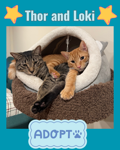 picture of the cat needing adoption