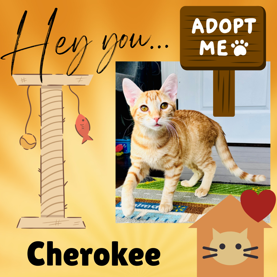 Cherokee Image