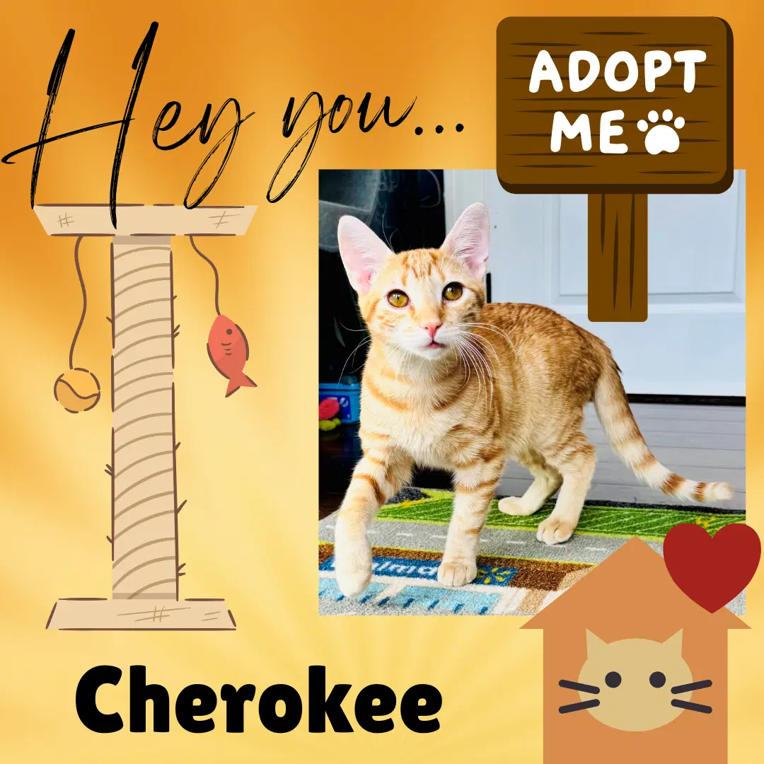 Cherokee - Domestic Short Hair