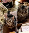 Charlie & Charlotte - Photo 3