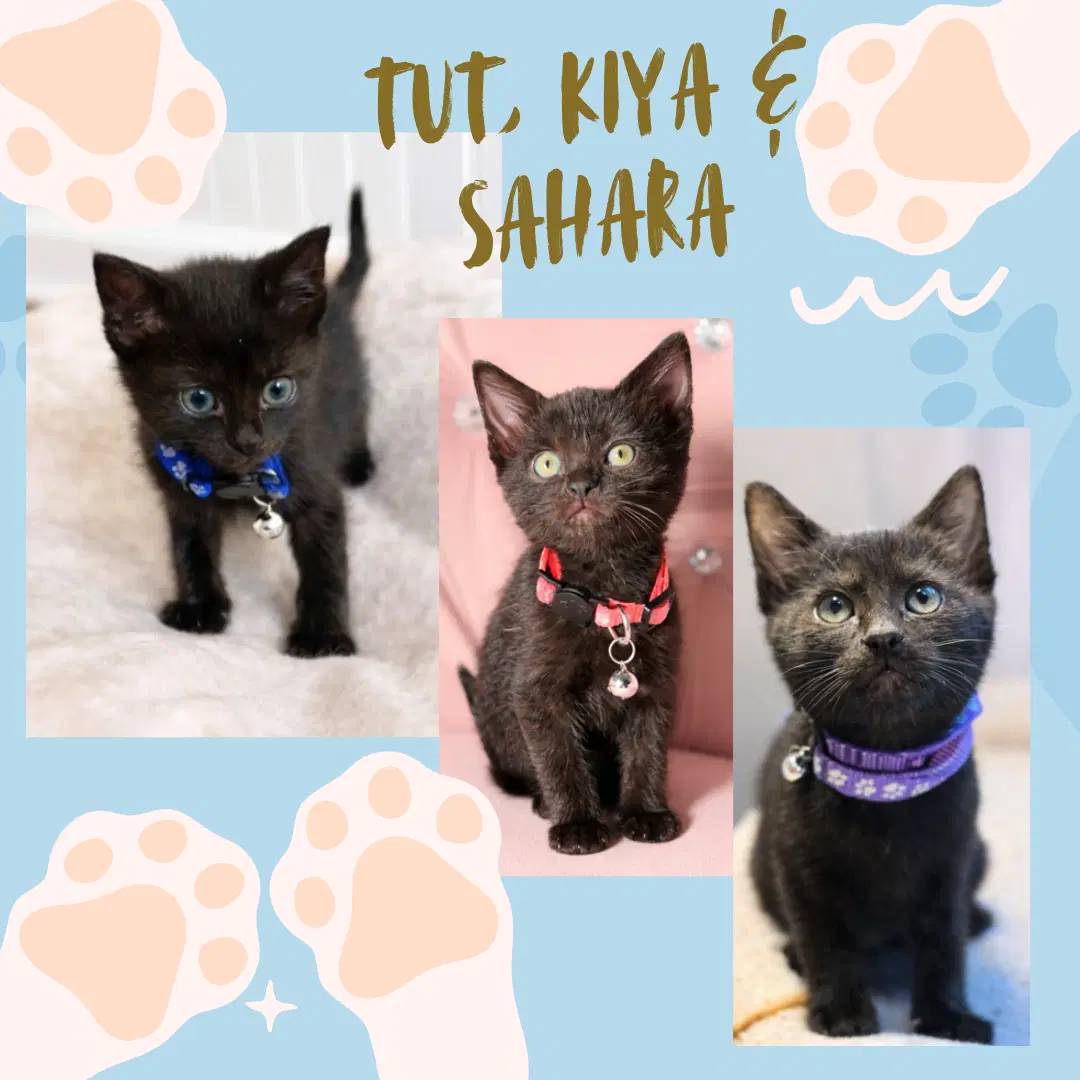 Sahara Tut And Kiya Zuri image 2
