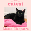 Mama Cleopatra, Sahara, Tut and Kiya