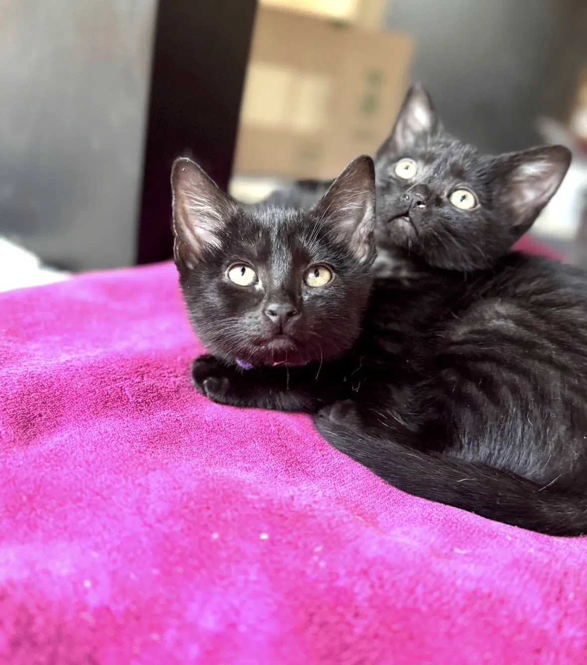 Sahara Tut And Kiya Zuri image 4