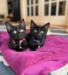Sahara, Tut and Kiya, Zuri