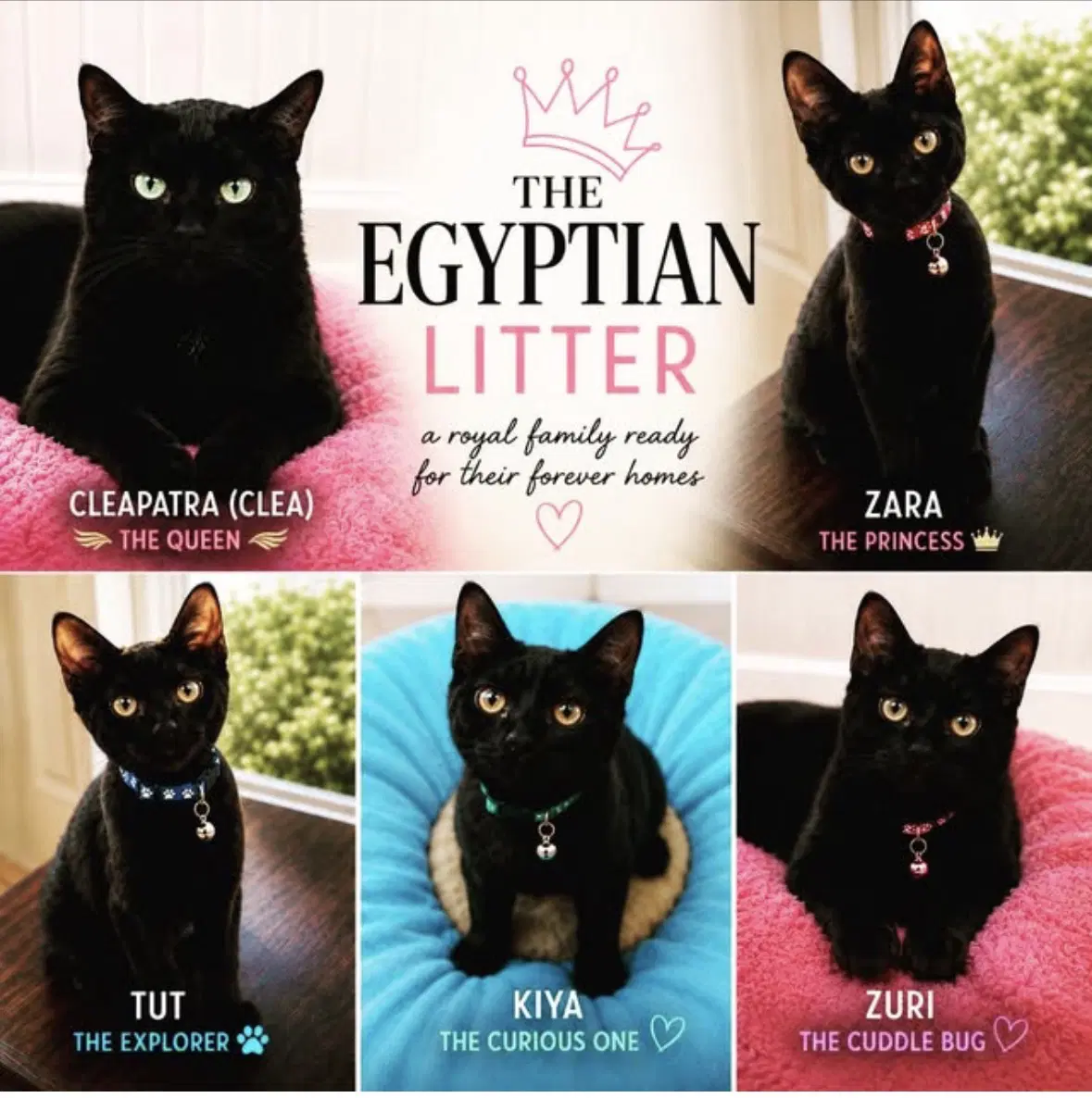 Sahara Tut And Kiya Zuri - Domestic Short Hair