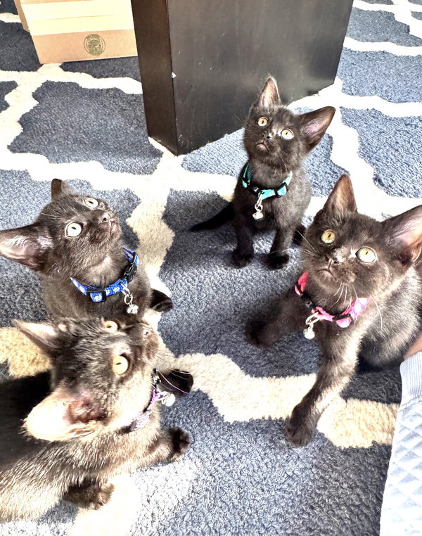 Sahara, Tut and Kiya, Zuri