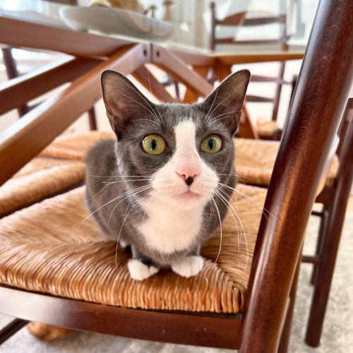 picture of the cat needing adoption