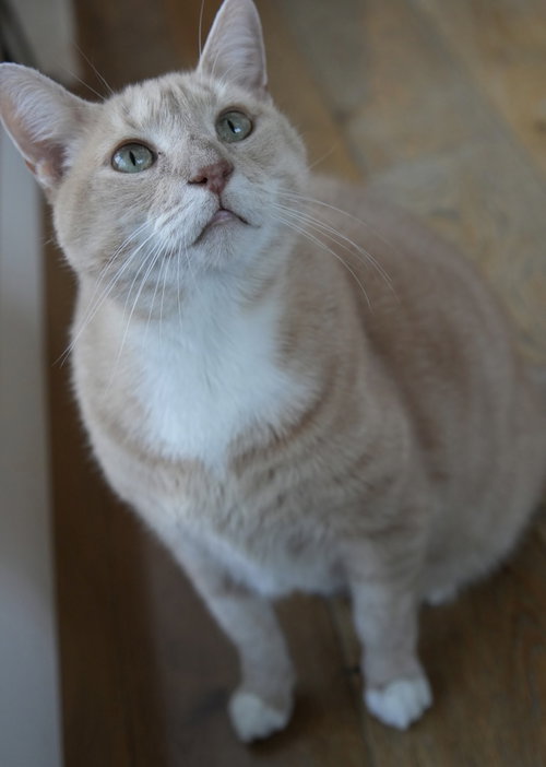 Mango, Adult Domestic Short Hair (short coat), cat for adoption in Clifton, New Jersey