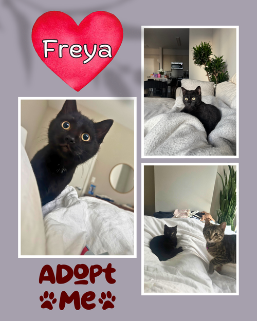Freya, Baby Domestic Short Hair (short coat), cat for adoption in New Rochelle, New York