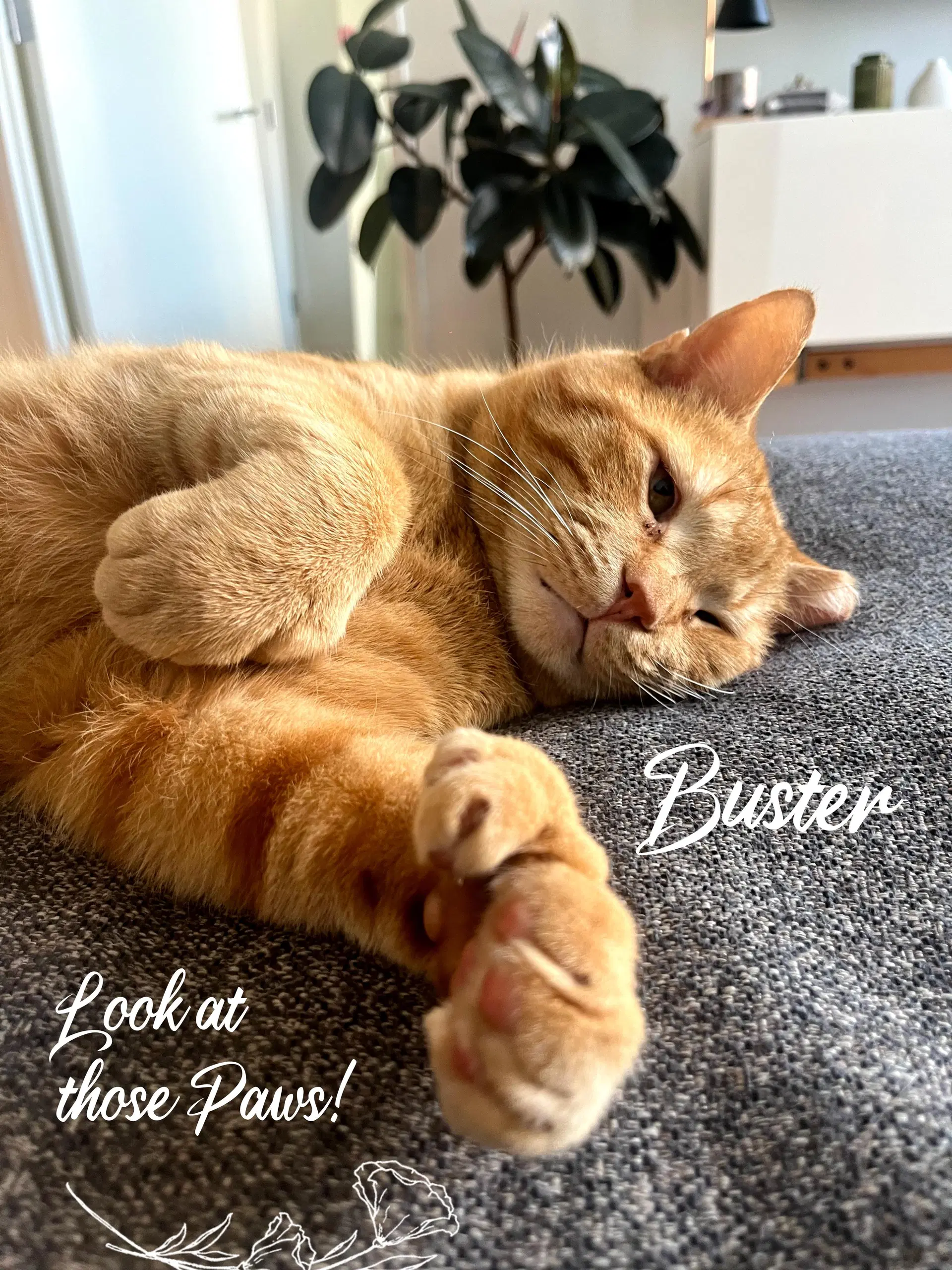 Buster - Domestic Short Hair