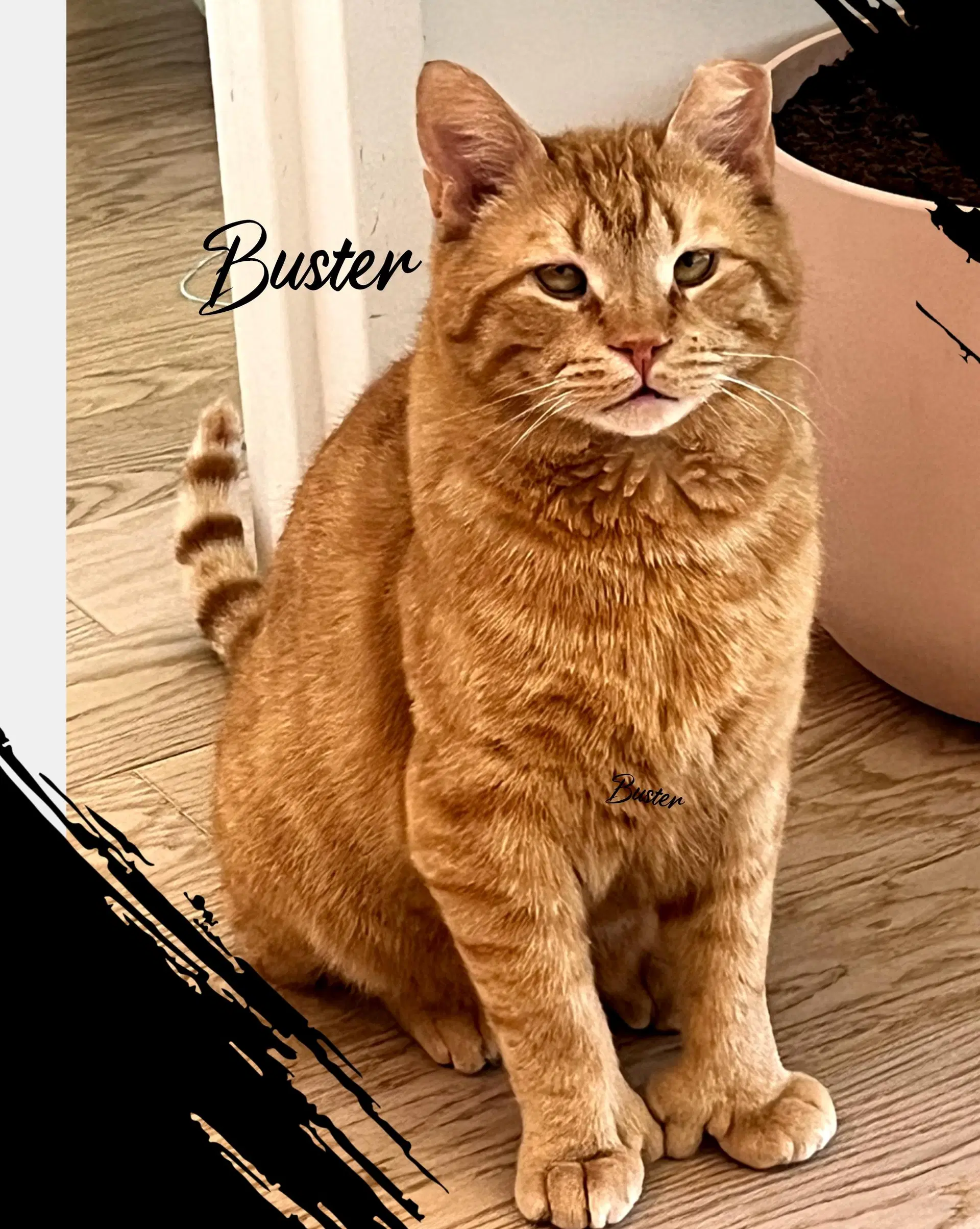 Buster image 3