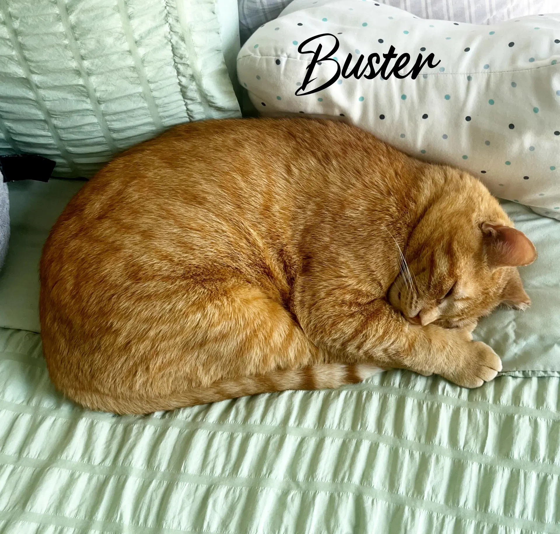 Buster image 4