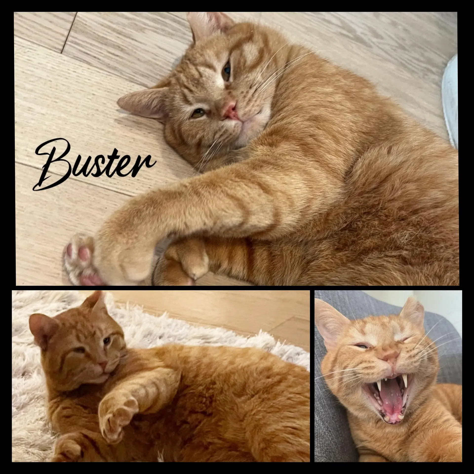 Buster image 2
