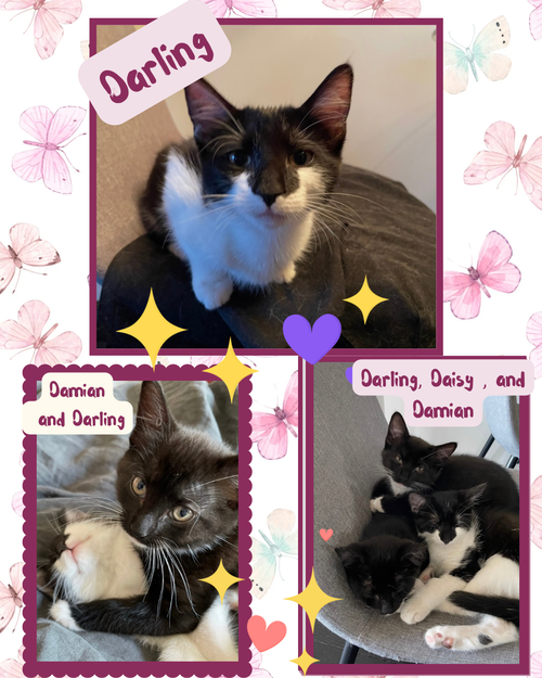 Darling, Daisy, and Damian