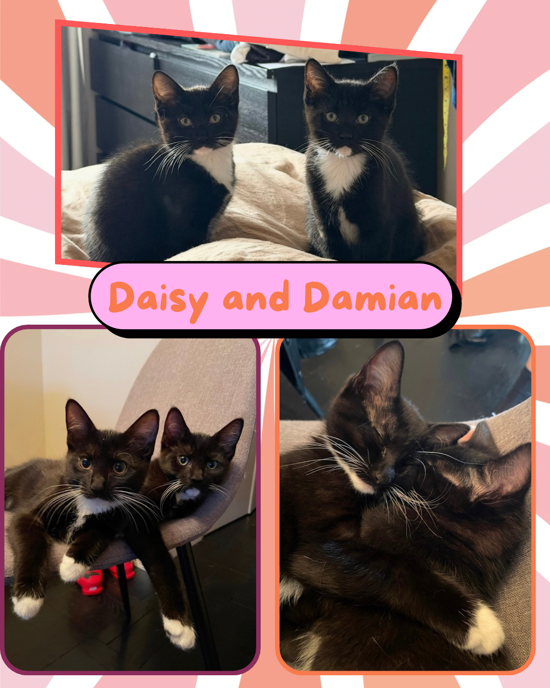 Daisy, and Damian, photo 3