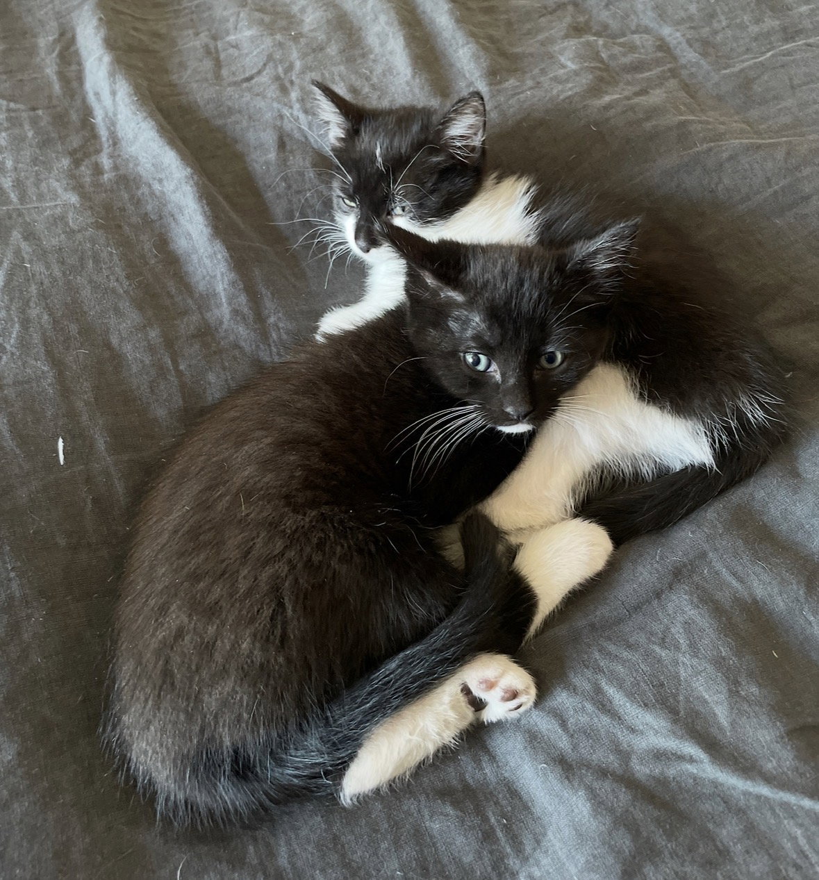 Daisy, and Damian, photo 5