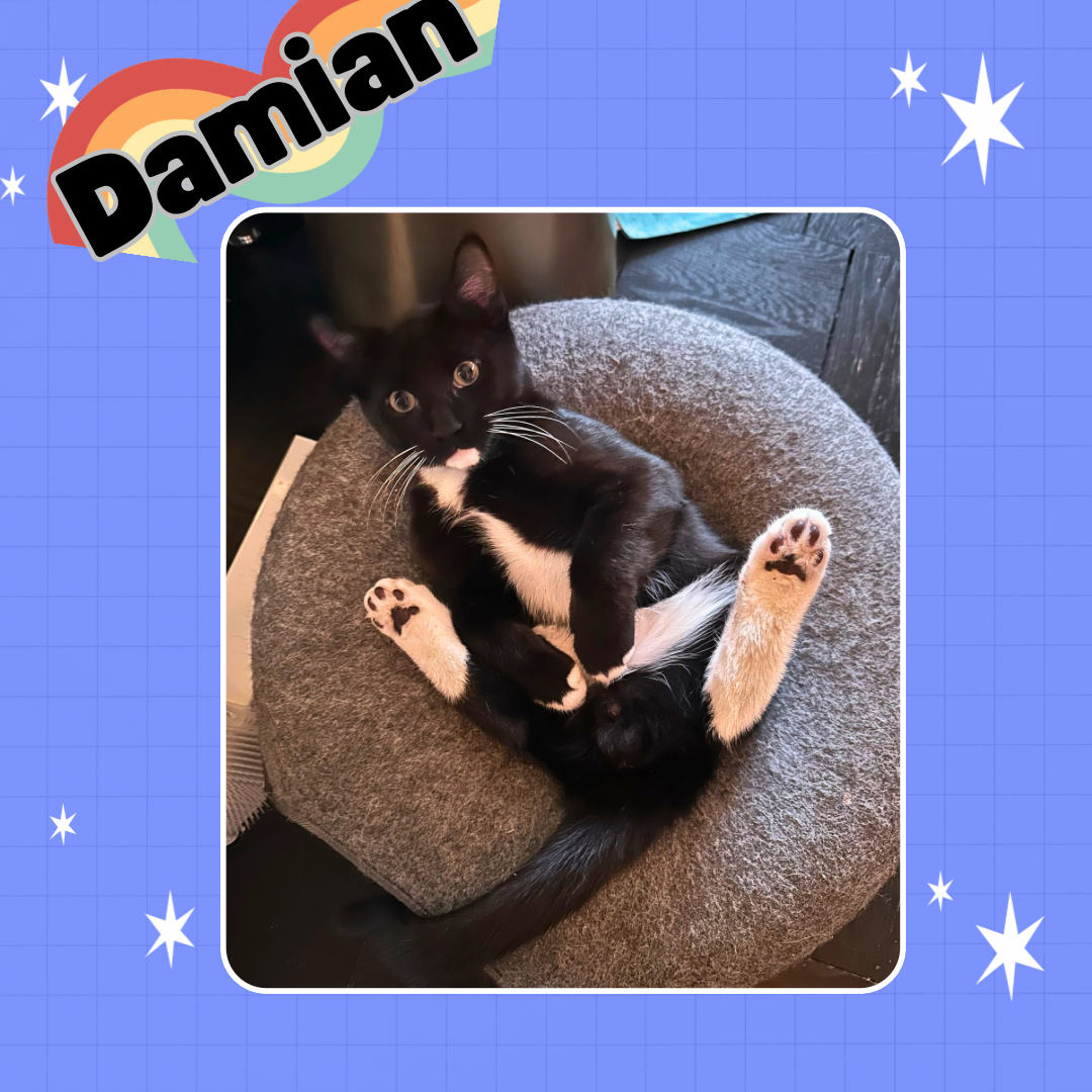 Daisy, and Damian, photo 2