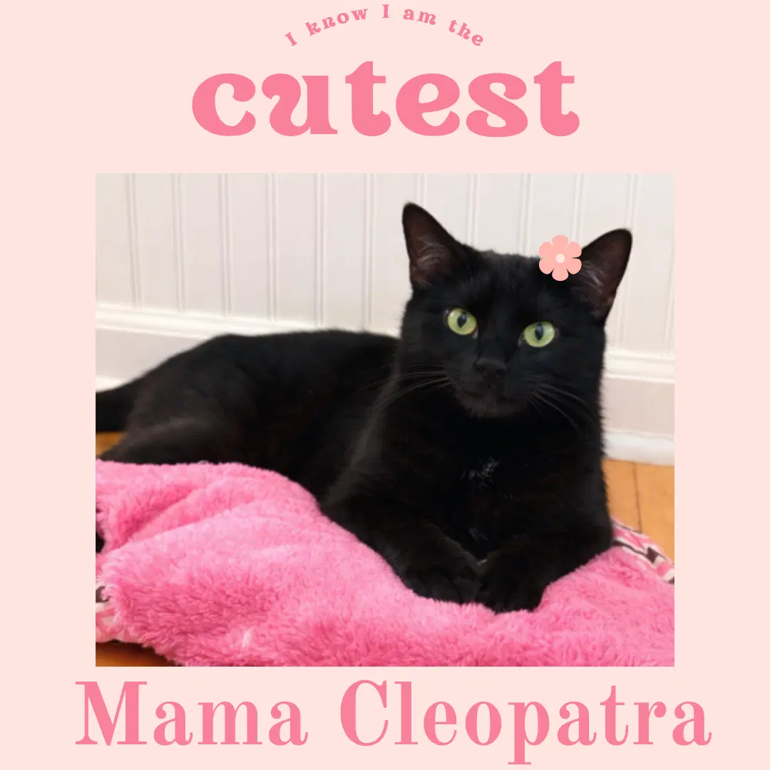 Cleopatra - Domestic Short Hair