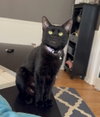 Cleopatra