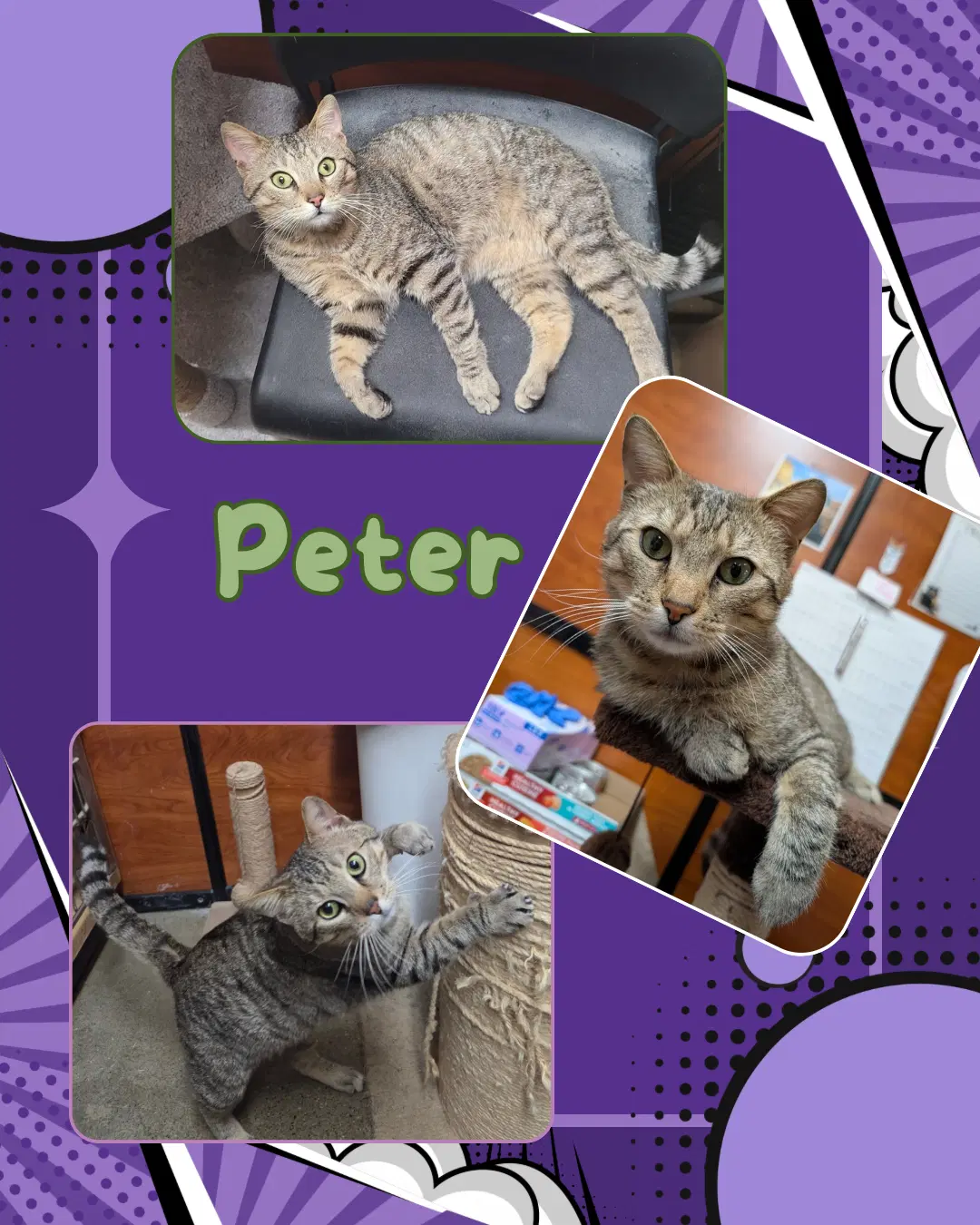 Peter - Domestic Short Hair