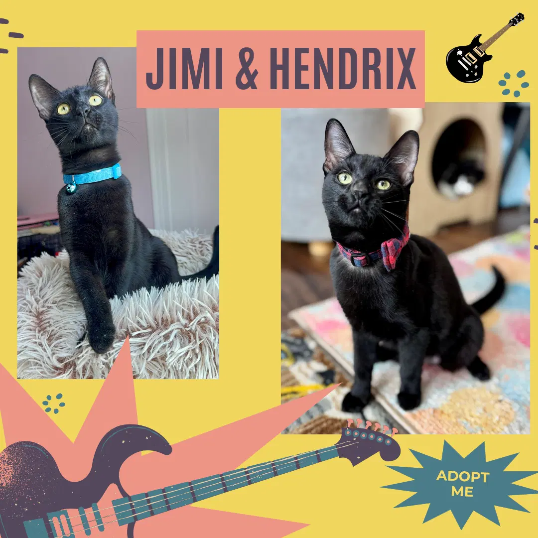 Jimi  Hendrix - Domestic Short Hair