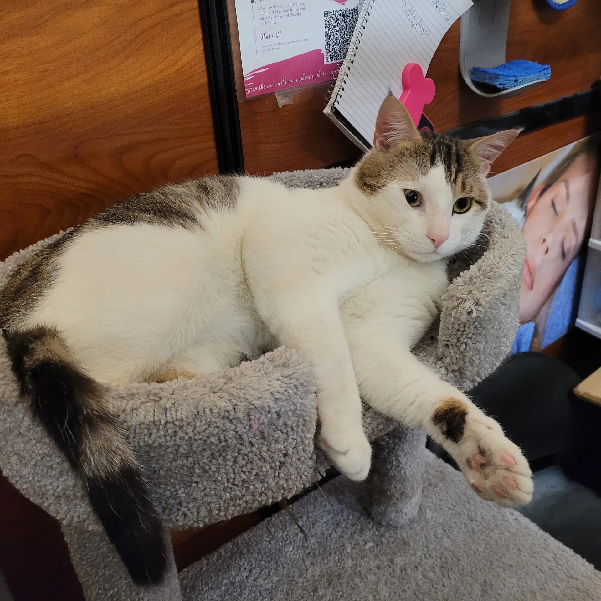 Hedlge - Domestic Short Hair