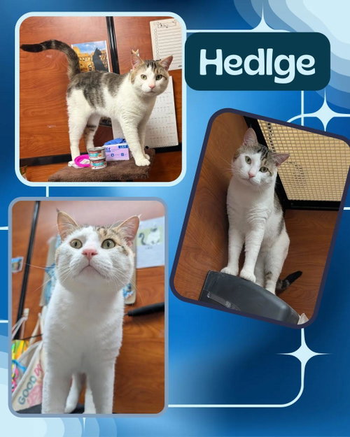 Hedlge photo 2