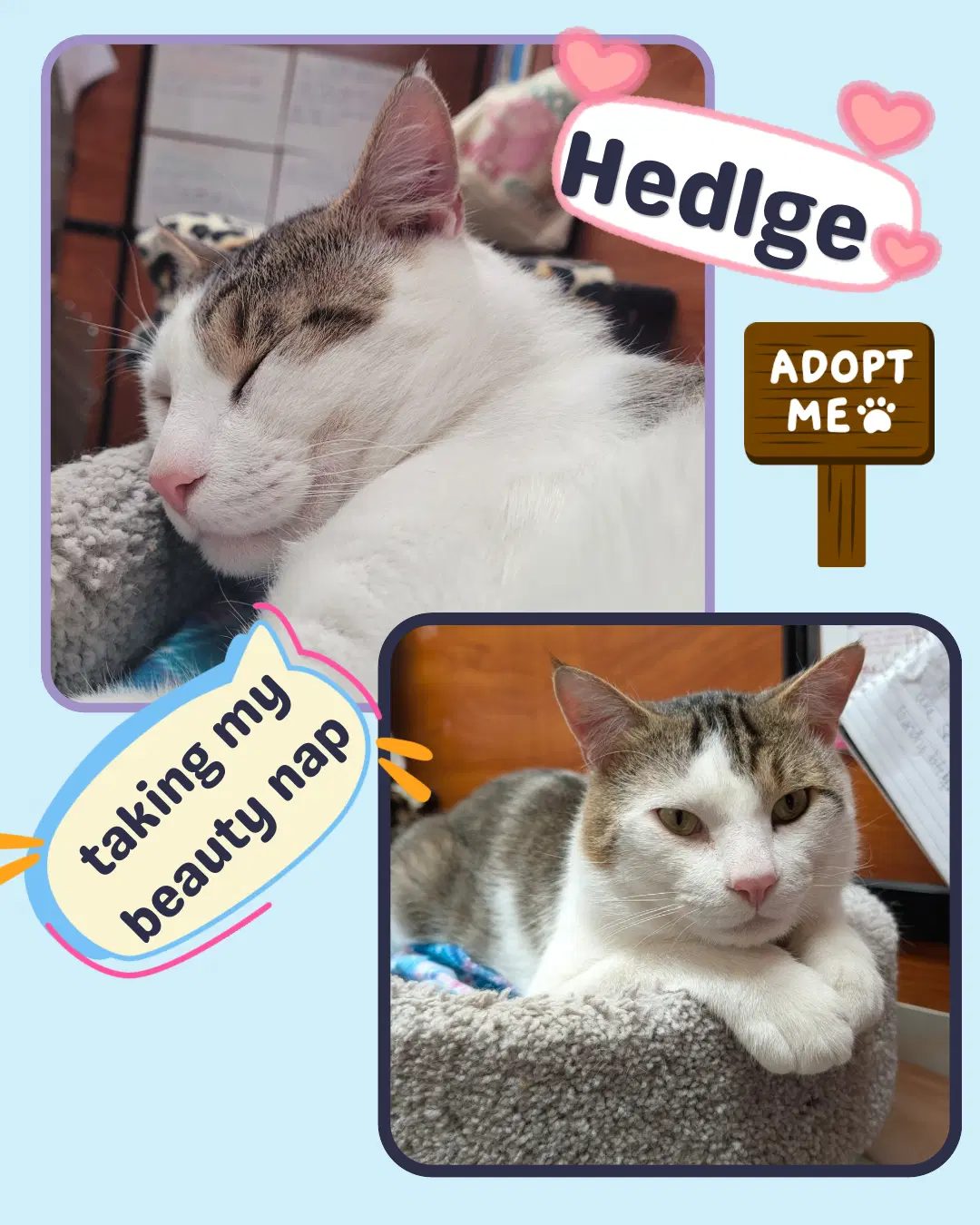 Hedlge image 2