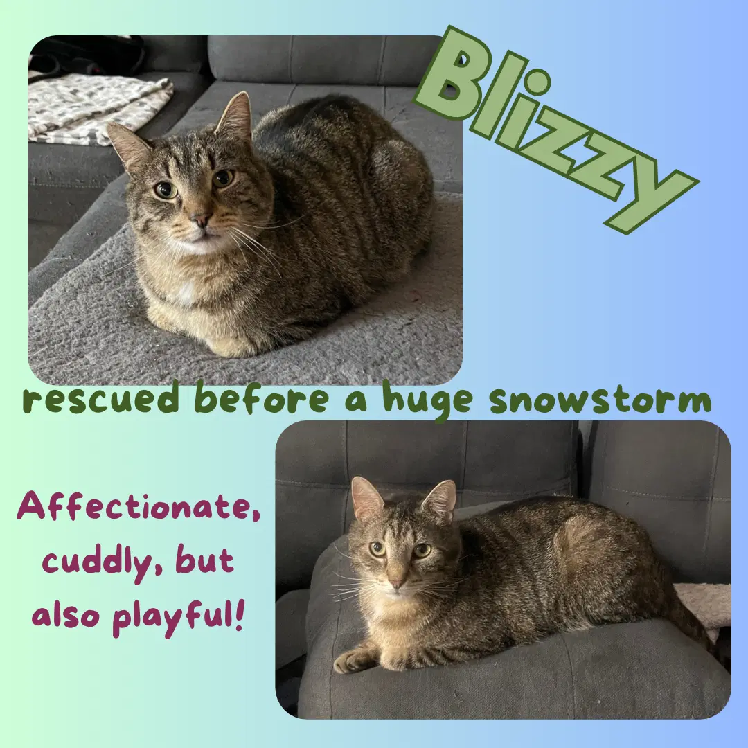 Blizzy - Domestic Short Hair