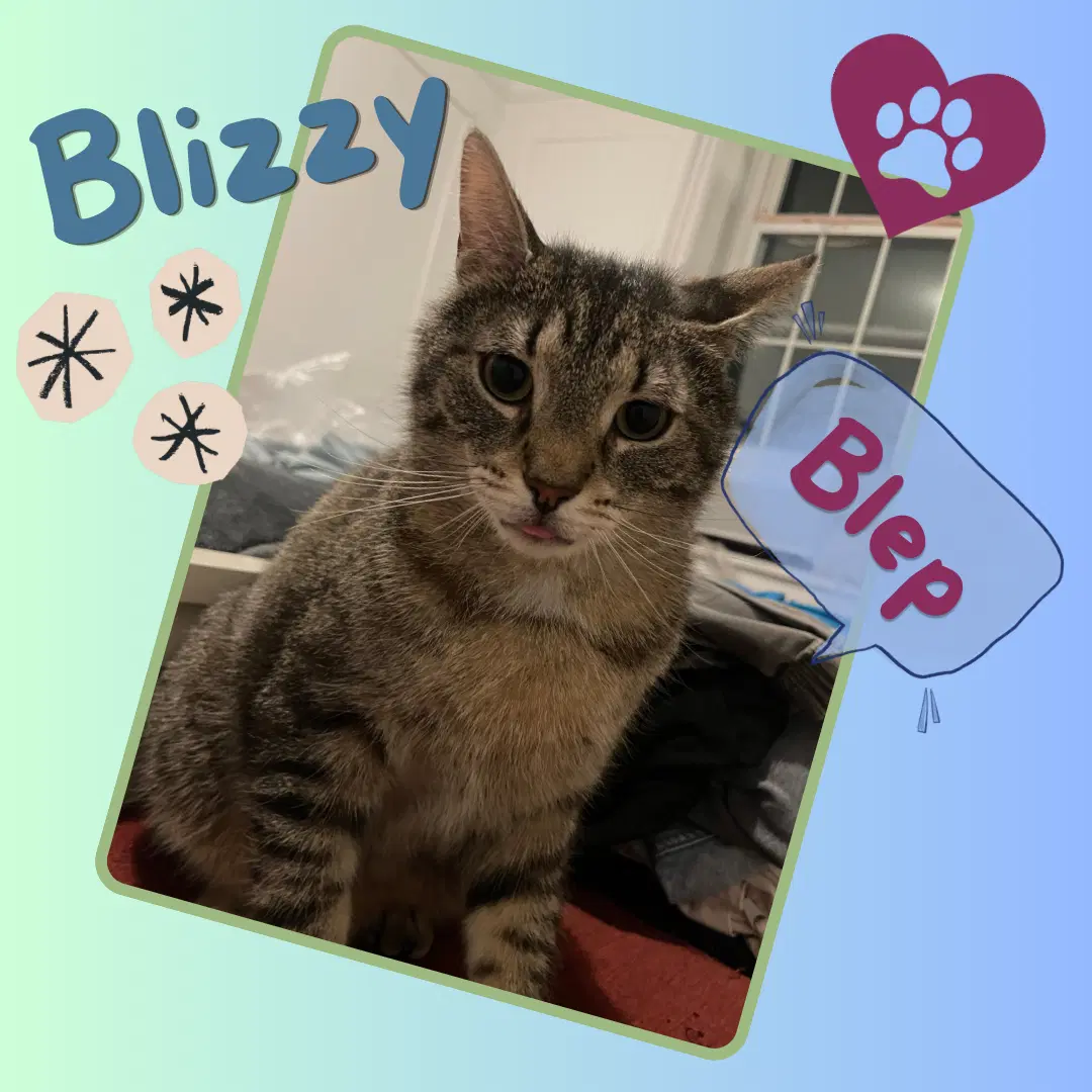Blizzy image 2
