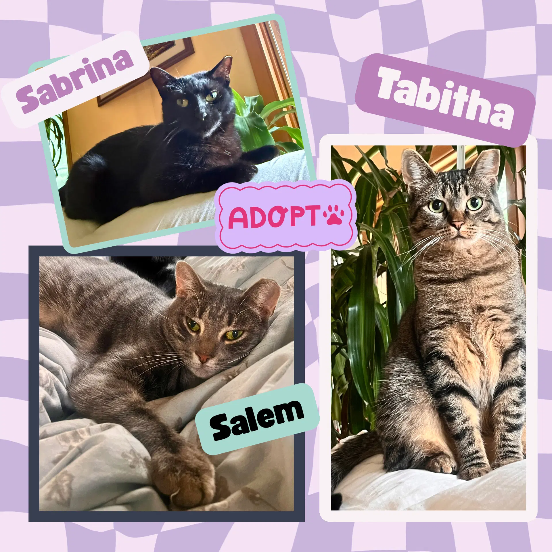 The Halloween Trio - Bonded - Domestic Short Hair