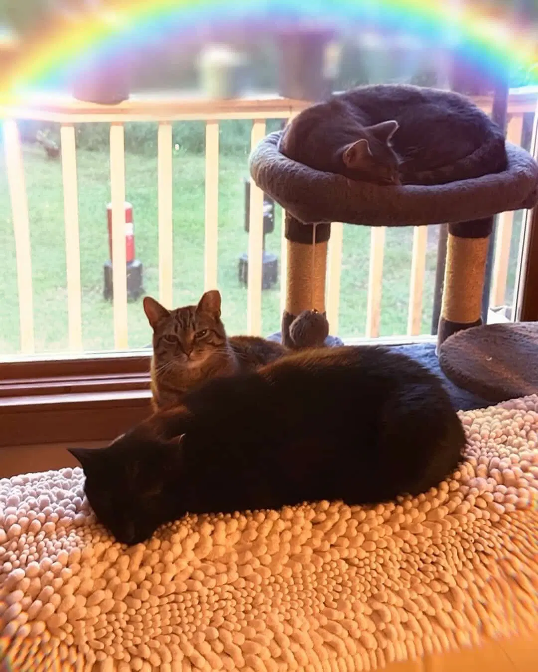 The Halloween Trio - Bonded image 4