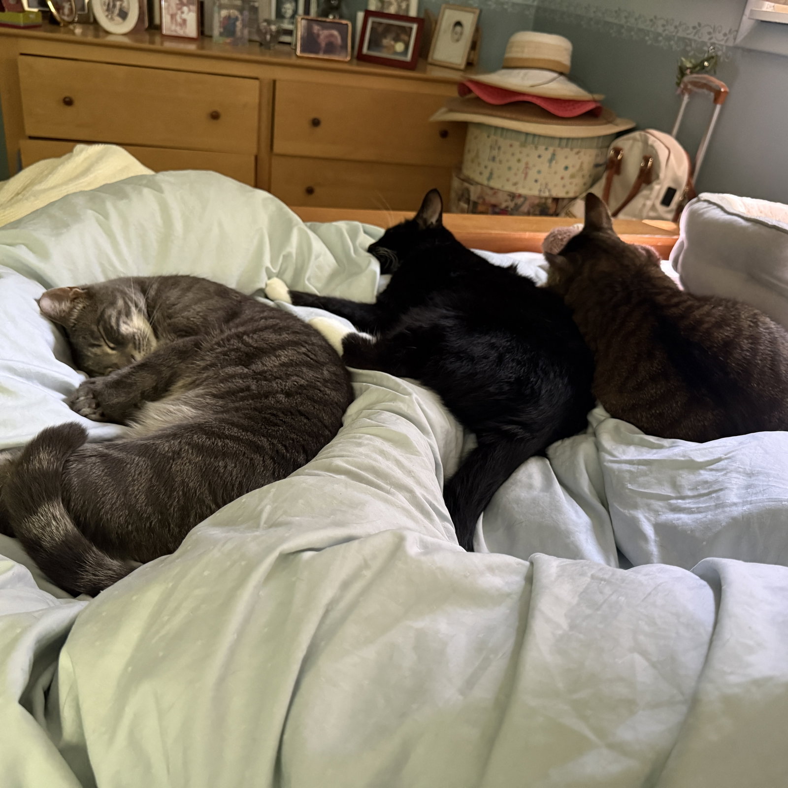 The Halloween Trio - BONDED, photo 3